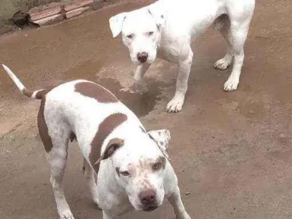 Cao pitbull Medio 4-anos