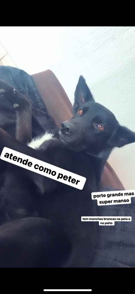 Procura-se esse Cachorro São Paulo/SP | Piter | 2 anos | Raça pastor alemão c/ borde collie | tamanho Grande | foto 2