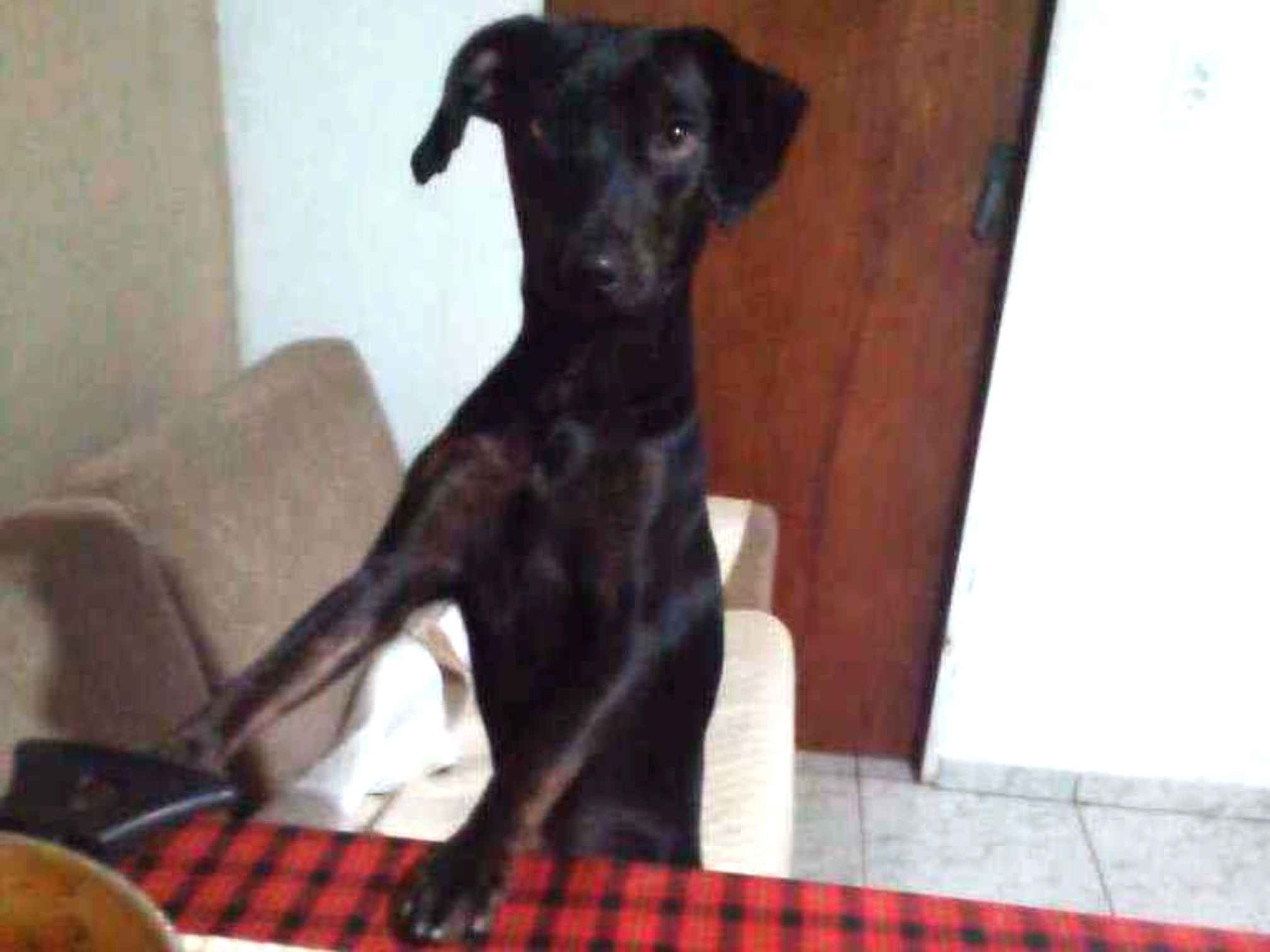 Adoção de Cachorro São Paulo/SP | Chokito | 2 anos | Raça Mestiço | tamanho Médio