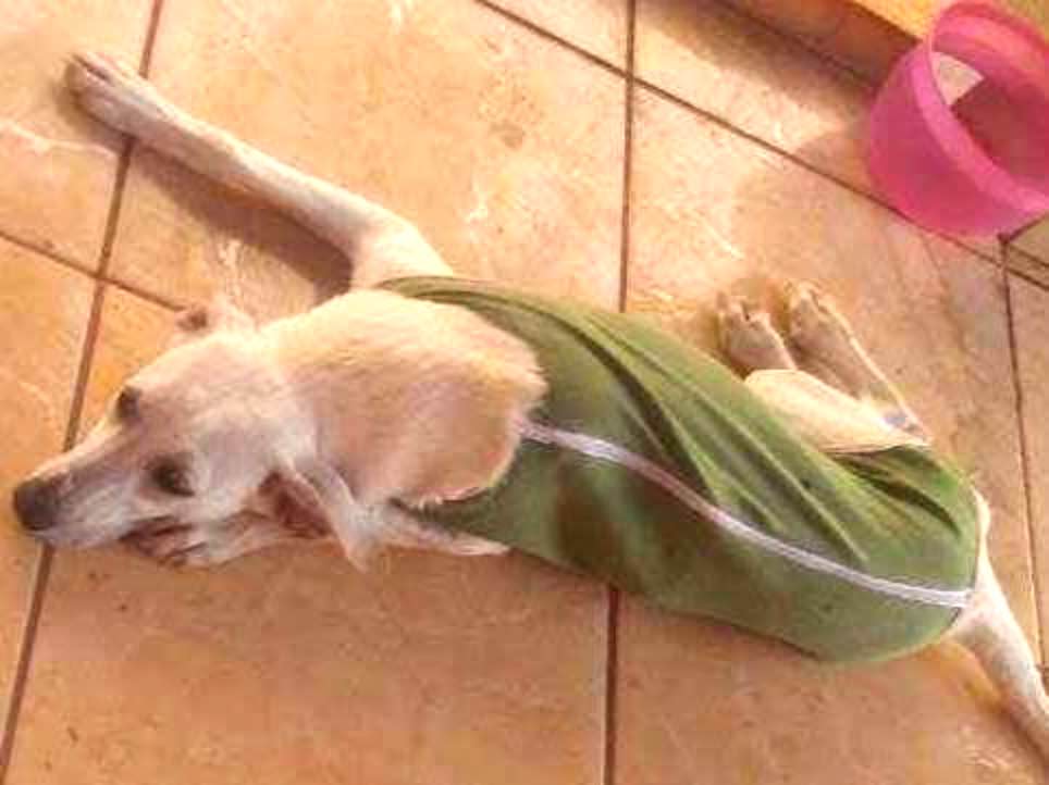 Adoção de Cachorro Mogi Guaçu/SP | Mel | 2 anos | Raça Raça indefinida | tamanho Pequeno
