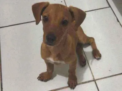 Cao Vira lata Pequeno 2-a-6-meses