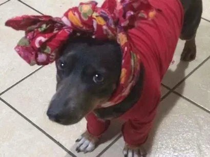 Cao Bace misturado Pequeno 6-anos-Acima