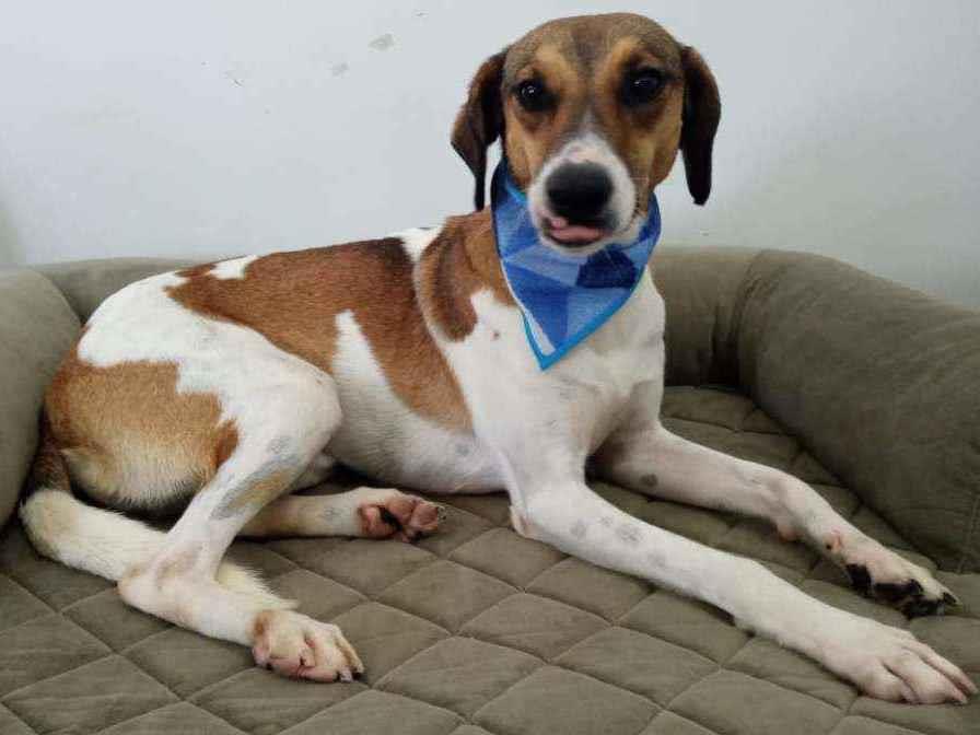 Adoção de Cachorro Londrina/PR | Dalila  | 2 anos | Raça SRD  | tamanho Pequeno