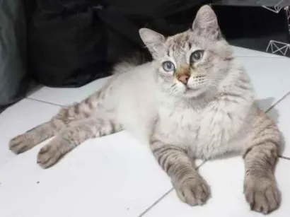 Gato  Medio 2-anos