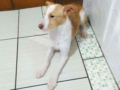 Cao Não sei bem Medio 1-ano