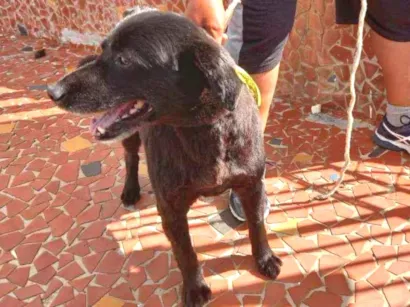 Cao Vira lata Grande 6-anos-Acima
