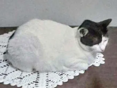 Gato Misturada Medio 2-anos
