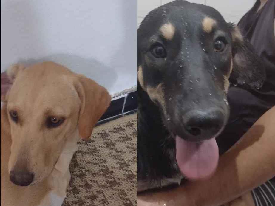 Adoção de Cachorro São Paulo/SP | Sem nome | 2 a 6 meses | Raça não sei | tamanho Pequeno