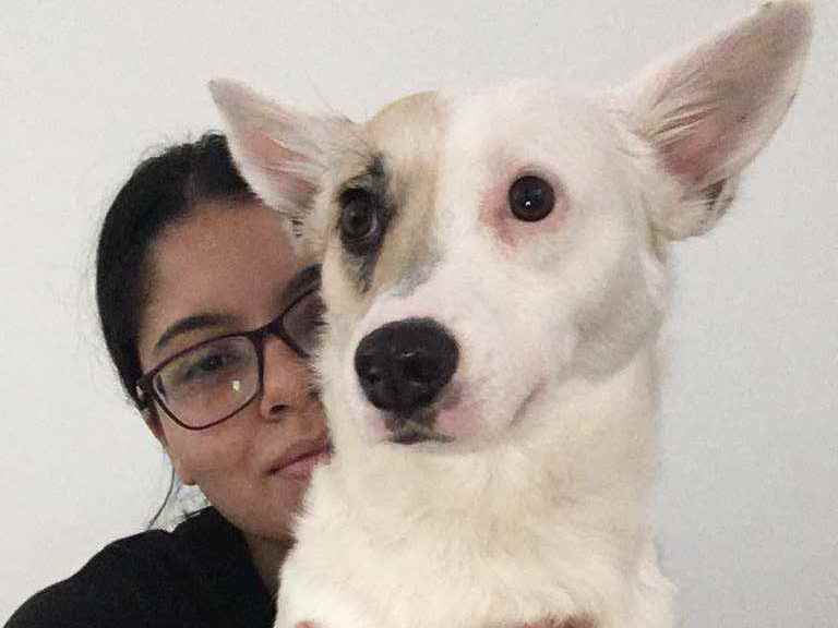 Procura-se esse Cachorro São Paulo/SP | Belinha | 4 anos | Raça SRD | tamanho Médio | foto 6