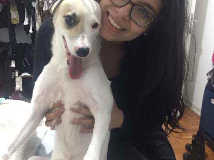 Procura-se esse Cachorro São Paulo/SP | Belinha | 4 anos | Raça SRD | tamanho Médio | foto 7