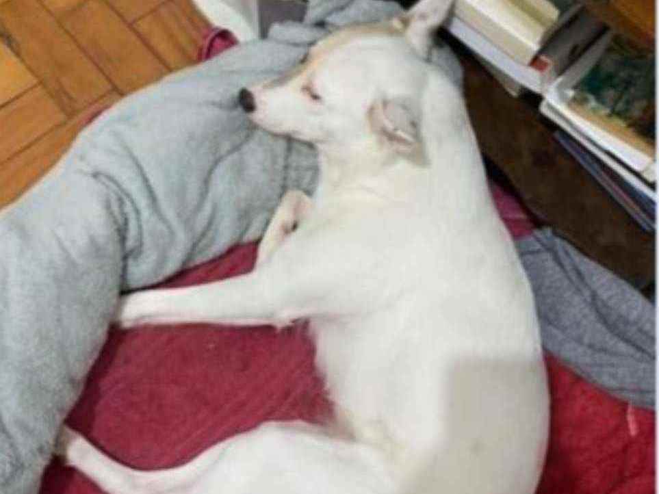 Procura-se esse Cachorro São Paulo/SP | Belinha | 4 anos | Raça SRD | tamanho Médio | foto 8