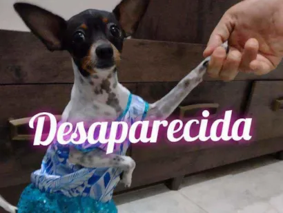 Cao Miniatura Pinscher  Pequeno 2-a-6-meses