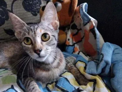 Gato Srd Pequeno 2-a-6-meses