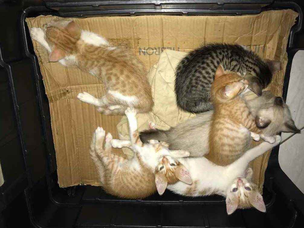 Adoção de Gato Castanhal/PA | Filhotes  | 2 a 6 meses | Raça Sem raça definida  | tamanho Pequeno