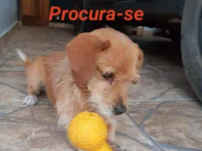 Cao srd Pequeno 6-anos-Acima