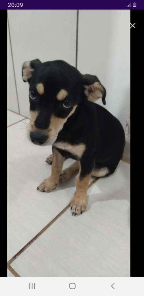 Adoção de Cachorro Campo Grande/MS | Lola | 2 a 6 meses | Raça SRD | tamanho Médio | foto 2