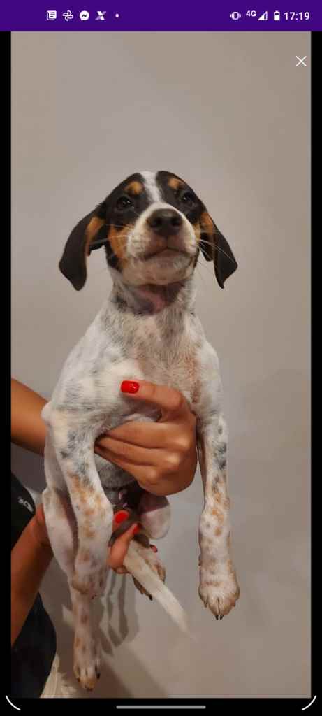 Adoção de Cachorro Campo Grande/MS | Sardinha | 2 a 6 meses | Raça Musturado | tamanho Pequeno | foto 2