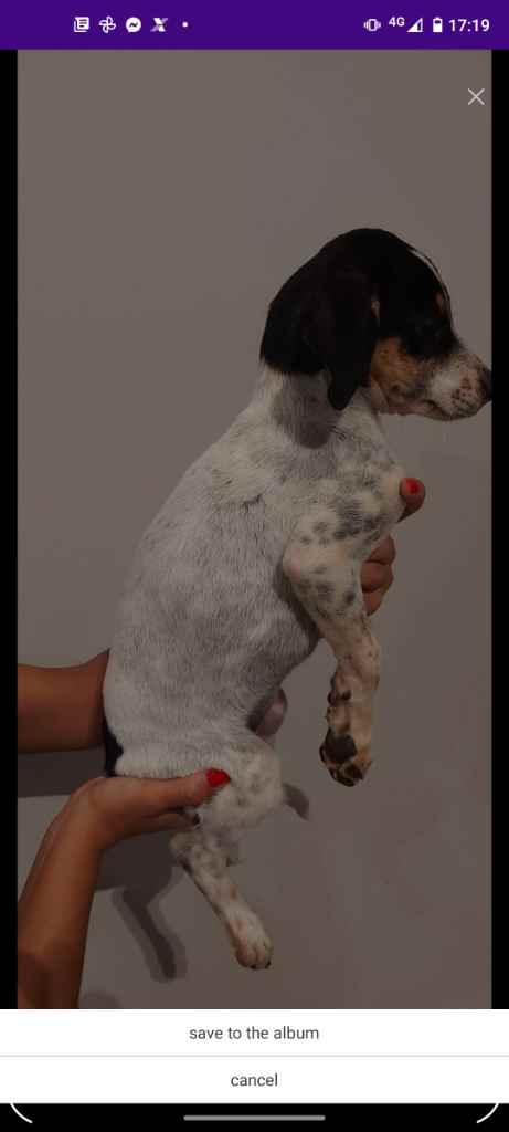 Adoção de Cachorro Campo Grande/MS | Sardinha | 2 a 6 meses | Raça Musturado | tamanho Pequeno | foto 3