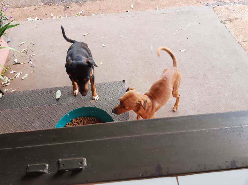 Adoção de Cachorro Campo Grande/MS | Caramelo e Brother | 2 anos | Raça Srd | tamanho Pequeno | foto 2