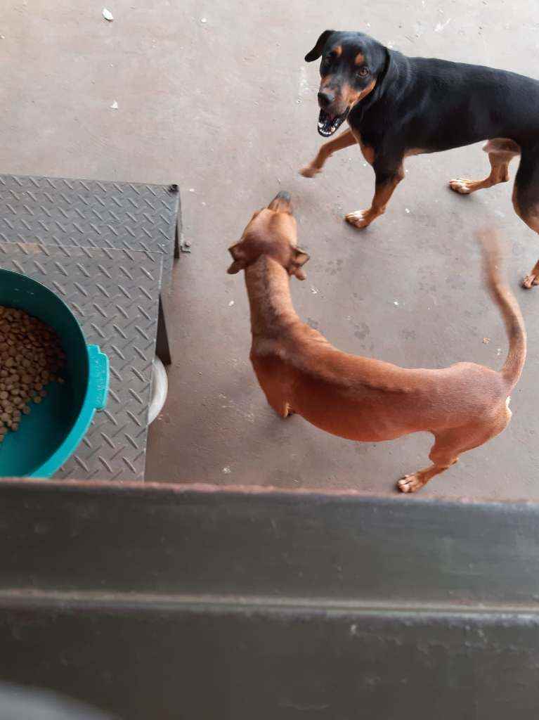 Adoção de Cachorro Campo Grande/MS | Caramelo e Brother | 2 anos | Raça Srd | tamanho Pequeno | foto 3