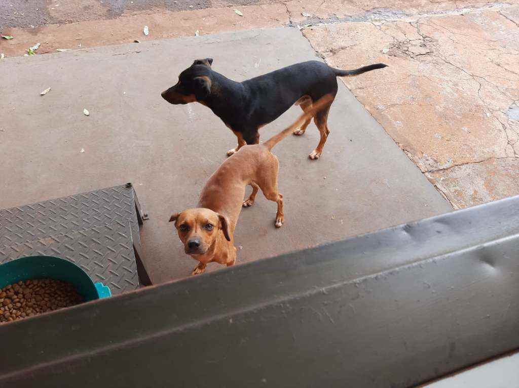 Adoção de Cachorro Campo Grande/MS | Caramelo e Brother | 2 anos | Raça Srd | tamanho Pequeno | foto 4