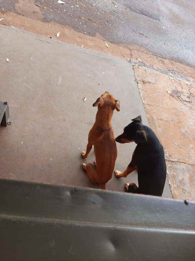 Adoção de Cachorro Campo Grande/MS | Caramelo e Brother | 2 anos | Raça Srd | tamanho Pequeno | foto 5