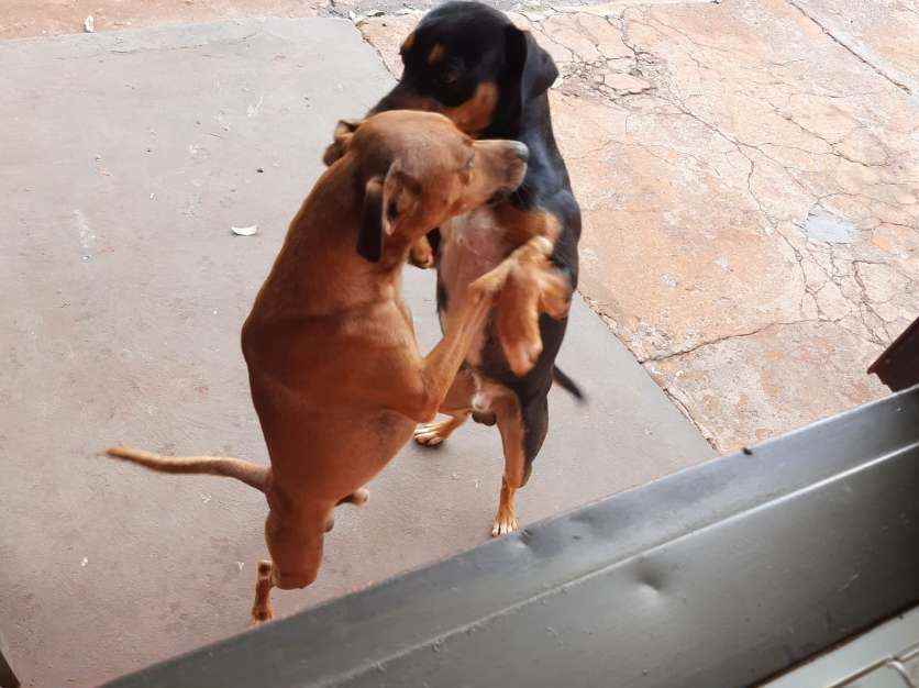 Adoção de Cachorro Campo Grande/MS | Caramelo e Brother | 2 anos | Raça Srd | tamanho Pequeno | foto 6
