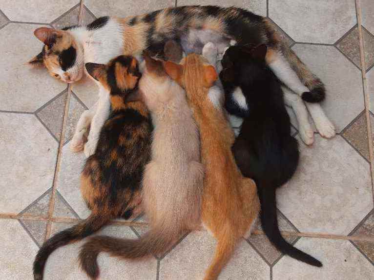 Adoção de Gato Campo Grande/MS | Bombom e filhotes  | 3 anos | Raça Srd | tamanho Pequeno | foto 1