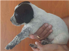 Cachorro tamanho Grande Macho Abaixo-de-2-meses para adoção