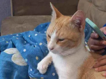 Gato Sianeis Pequeno 2-a-6-meses