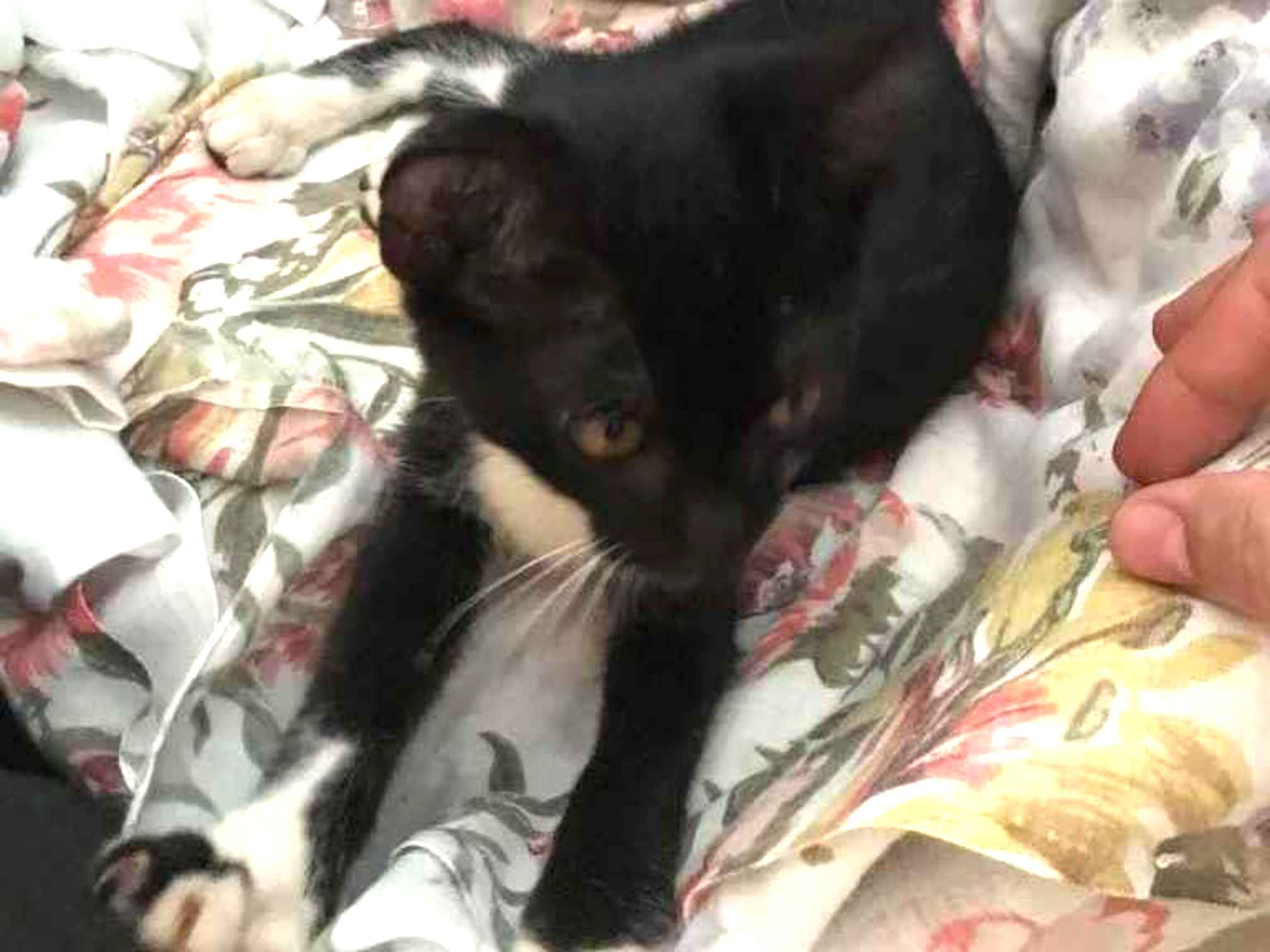 Gato Gato preto e branco  Pequeno 2-anos