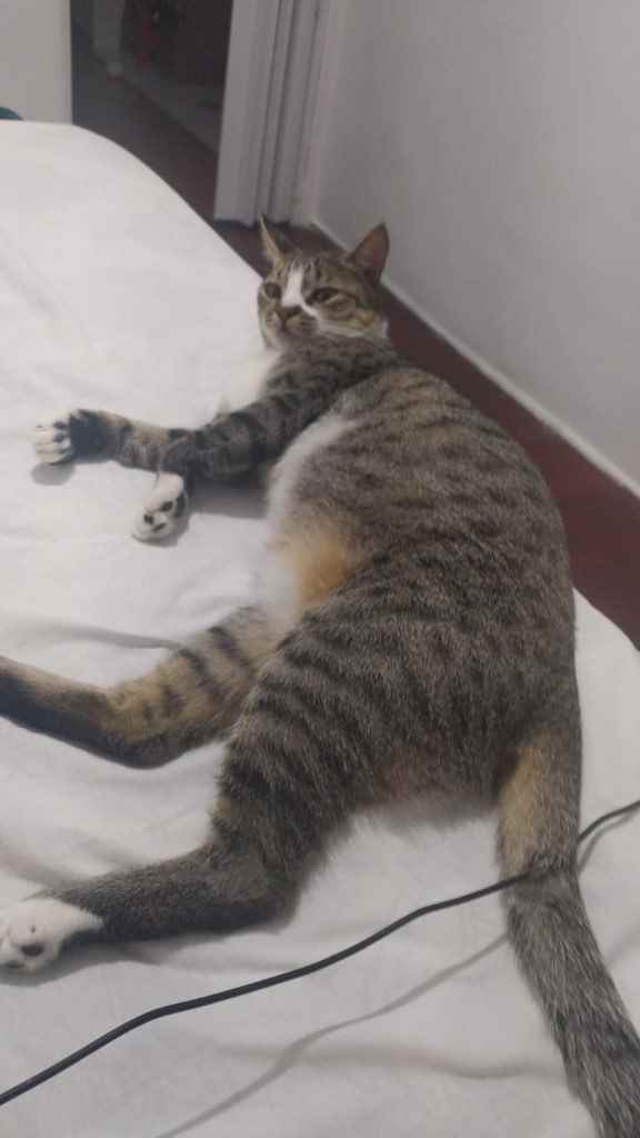 Procura-se esse Gato São Paulo/SP | Capitu | 3 anos | Raça Pelo curto brasileiro  | tamanho Médio | foto 7