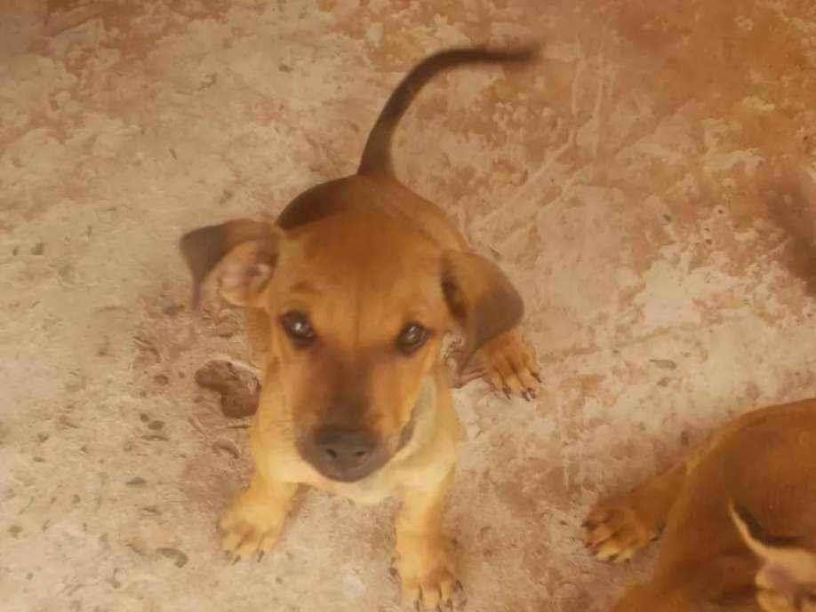 Cachorro Encontrado Campo Grande/MS | N | 2 a 6 meses | Raça Vira lata | tamanho Pequeno | foto 1