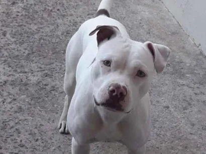 Cao Pitbull Medio 3-anos