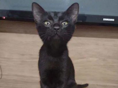Gato Sem raça definida  Pequeno 2-a-6-meses