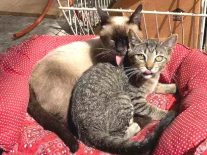 Gato Tipsiamesa es Pequeno 1-ano