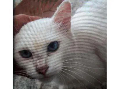 Gato De rua Pequeno 2-anos