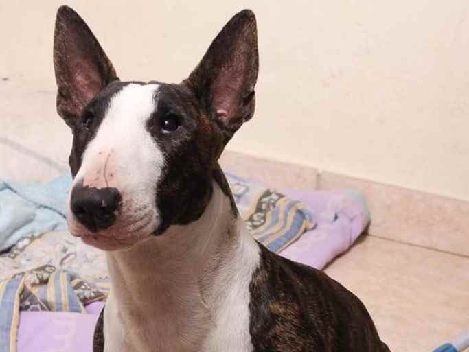 A Terra Arrendada Do Cão De Terrier Adota-me Sinal Foto de Stock - Imagem  de corte, perdido: 119997914