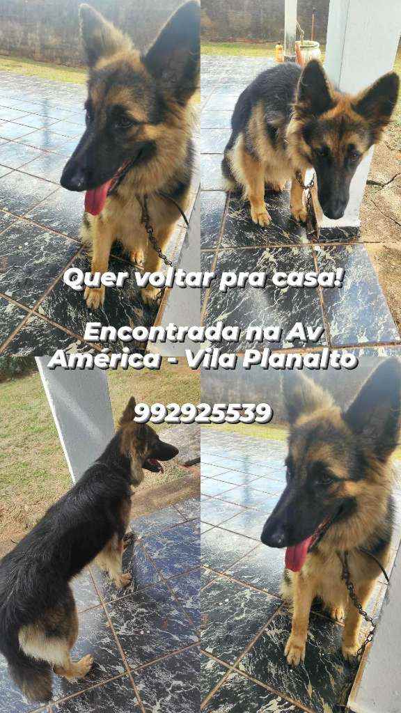 Cachorro Encontrado Campo Grande/MS | Stella | 7 a 11 meses | Raça Pastor | tamanho Grande | foto 2