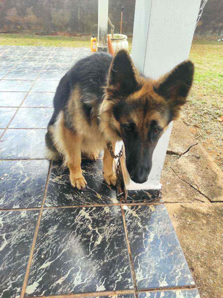 Cachorro Encontrado Campo Grande/MS | Stella | 7 a 11 meses | Raça Pastor | tamanho Grande | foto 4
