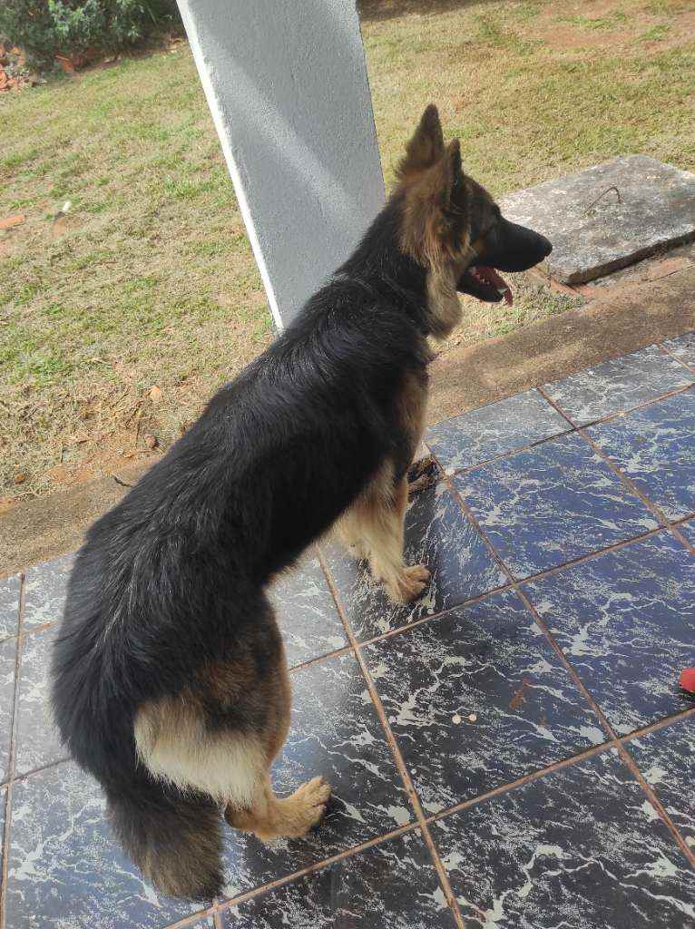 Cachorro Encontrado Campo Grande/MS | Stella | 7 a 11 meses | Raça Pastor | tamanho Grande | foto 5