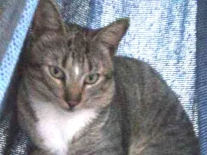 Gato Normal  Medio 2-anos