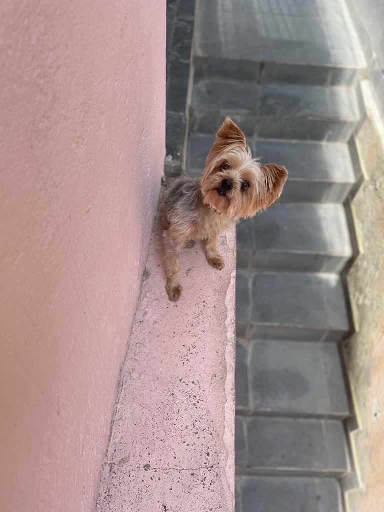 Procura-se esse Cachorro São Paulo/SP | Marley | 6 anos Acima | Raça Yorkshire | tamanho Pequeno | foto 2