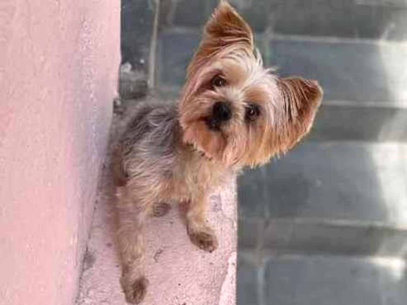 Procura-se esse Cachorro São Paulo/SP | Marley | 6 anos Acima | Raça Yorkshire | tamanho Pequeno | foto 1