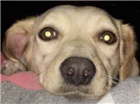 Cao Labrador com viralata Medio 4-anos