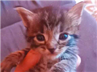 Gato Cinza tigrado Pequeno Abaixo-de-2-meses