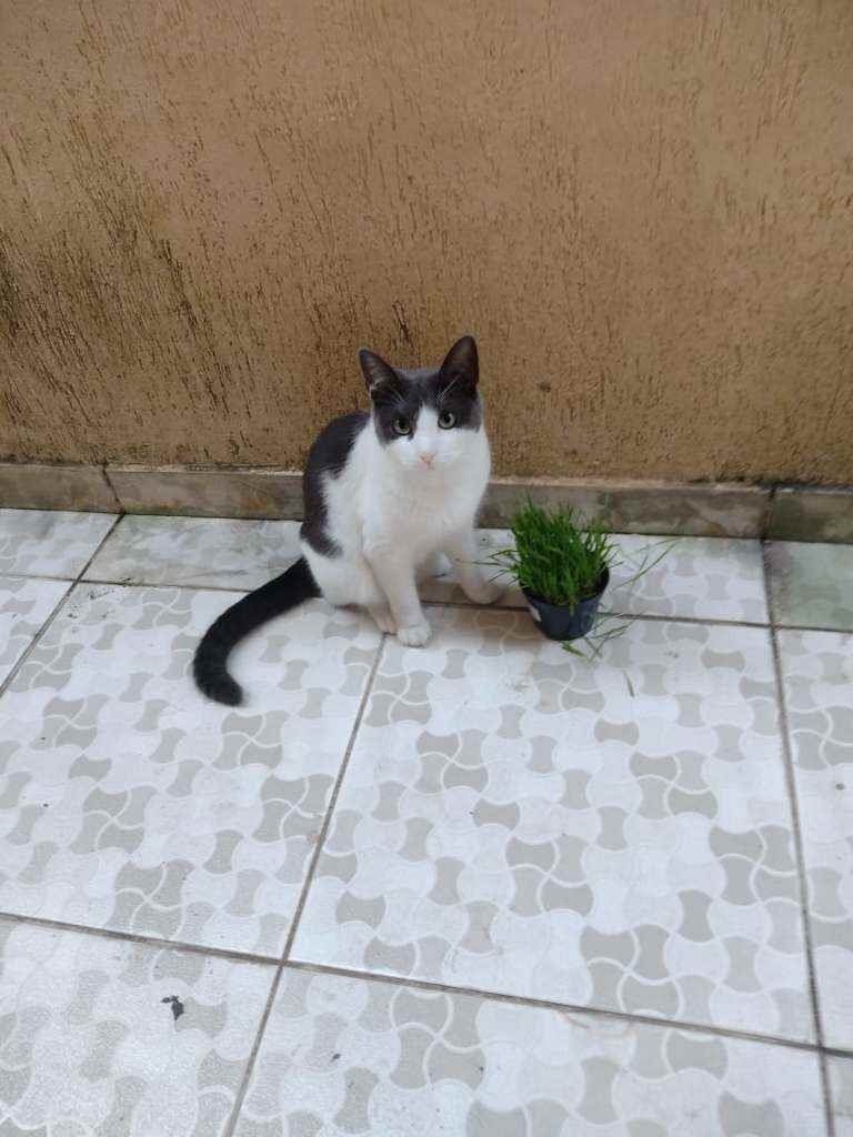 Procura-se esse Gato São Paulo/SP | Jack | 2 anos | Raça SRD | tamanho Médio | foto 2