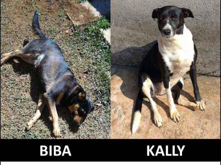 Procura-se esse Cachorro São Paulo/SP | Biba e Kally | 5 anos | Raça SRD | tamanho Médio | foto 1