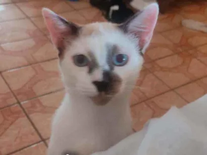 Gato SRD - SEM RAÇA DEFINIDA Pequeno 2-a-6-meses
