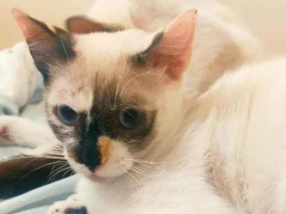 Gato SRD - SEM RAÇA DEFINIDA Pequeno 2-a-6-meses